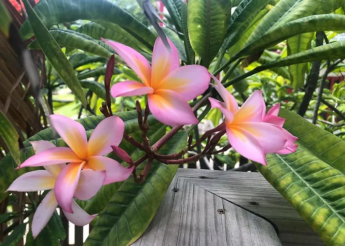 Belize Budget San Pedro (Ambergris Caye)